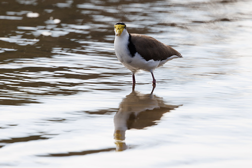 A Masked Lapwing wading through shallow water in search of food. Vanellus novaehollandiae.