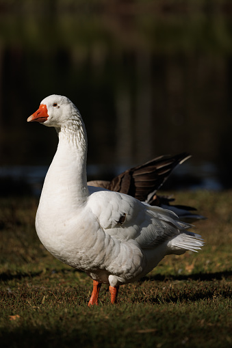 An Australian Settler Goose in the morning sun. Known as Pilgrim geese in the US.