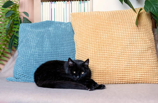 Domestic black cat with yellow eyes ying on the couch by yellow and blue pillows in home room cute animals copy space pets adoption selective focus