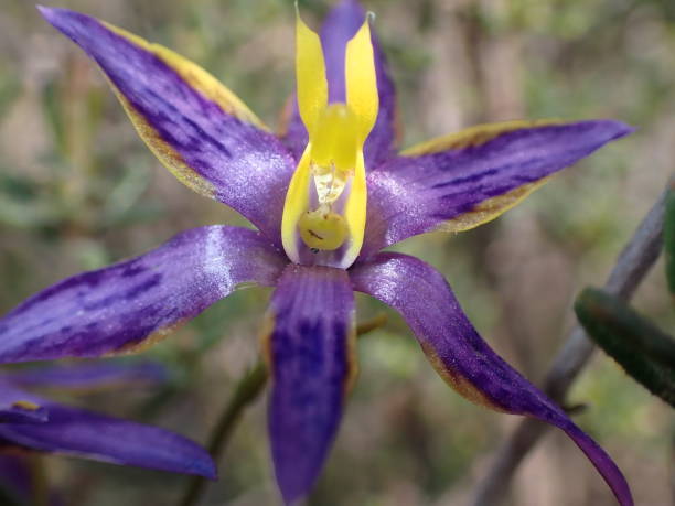 istock Cleopatra Needle sun orchid in full bloom 1405417321