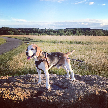 Beagle wearing cone