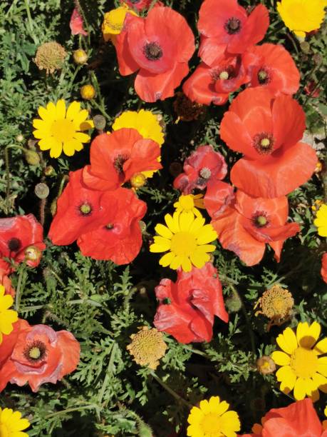 istock Red poppies and yellow daisies 1405418679
