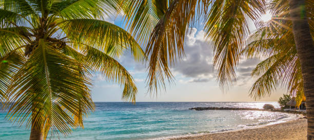 キュラソー島の熱帯ビーチのヤシの木を通して太陽の光。 - beach sea landscape curacao ストックフォトと画像