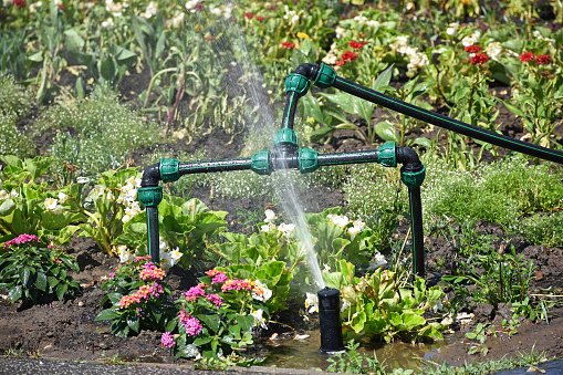 Water gushing over garden plants. Faucet spouting water on blurred background. Homemade irrigation on ornamental plants. Selective focus.,,