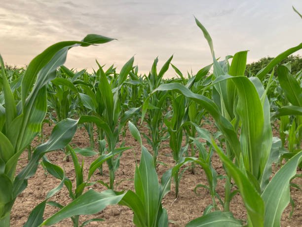 istock Leaves of growing corn on the field 1405420736