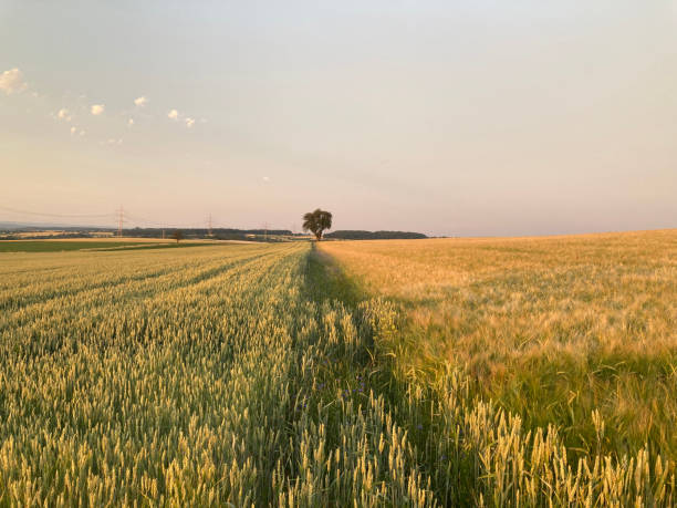 rows of trees and cultivated fields in Turkey.three trees in the front, colorful fields behind them.