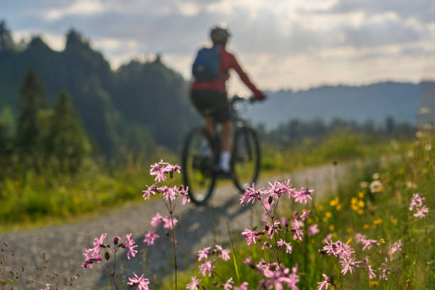 woman on bicycle as blurred silhouette with wild flowers woman on bicycle as blurred silhouette in backlit behind beautiful mountain flowers female mountain biker silhouette stock pictures, royalty-free photos & images