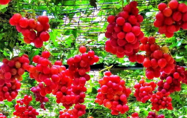 istock Bunches of red grapes with green leaves. 1405422704