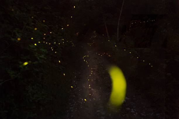 istock FIREFLIES IN THE WOOD 1405423904