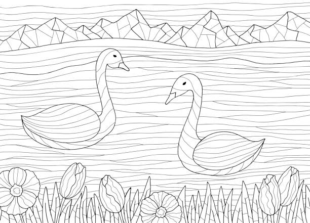 łabędź kolorowanka grafika czarno biały szkic krajobraz ilustracji wektor - swan white grass park stock illustrations