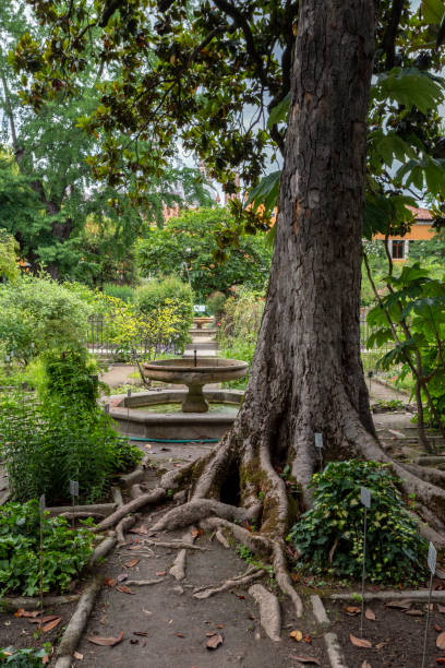 University of Padua Botanical Garden in Padua on a summer day stock photo