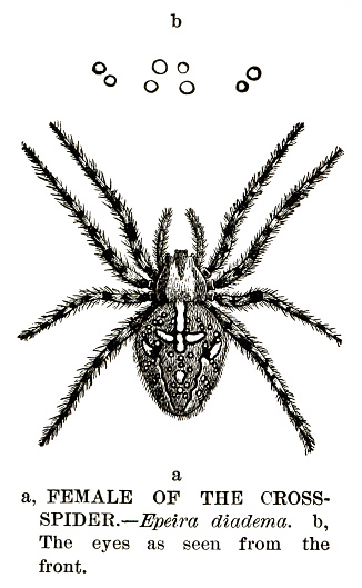 Woodcut of cross spider, Araneus diadematus. Epeira diadema is a synonym. Published 1885.