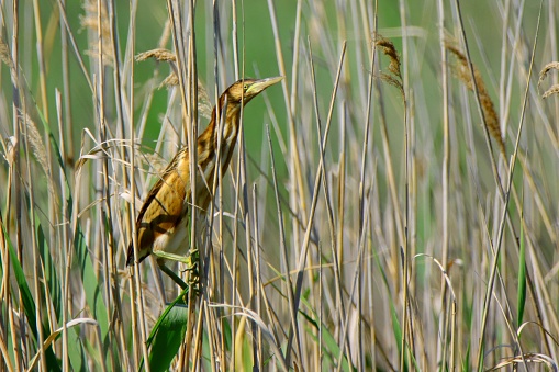 Little heron water bird hunting on the lake reeds.Wildanimal themes.Europe Hungary,Velence lake.2022.06.27.