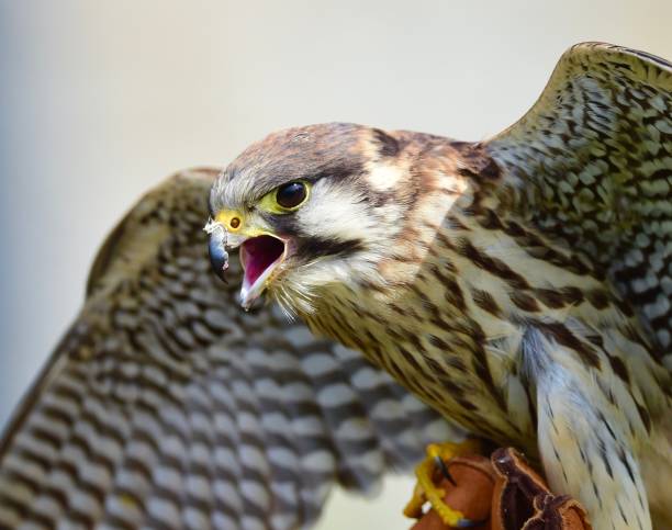 송골매 - peregrine falcon 뉴스 사진 이미지