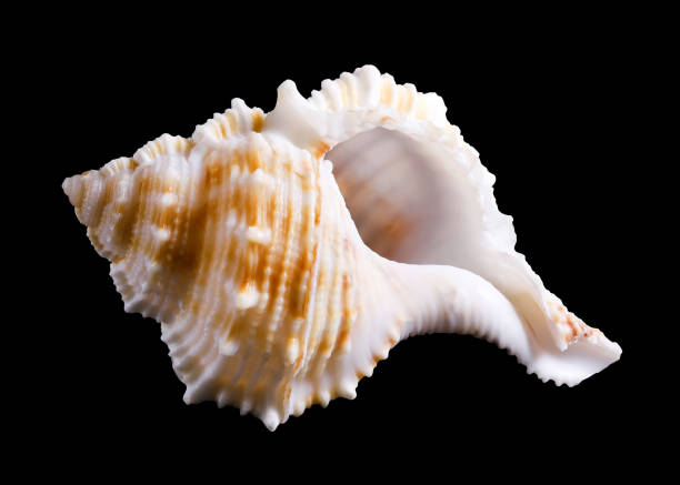 istock one sea shell isolated on a black background. 1405429456