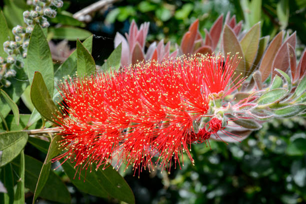 istock Elegant red flower called rince-bouteille. 1405431108