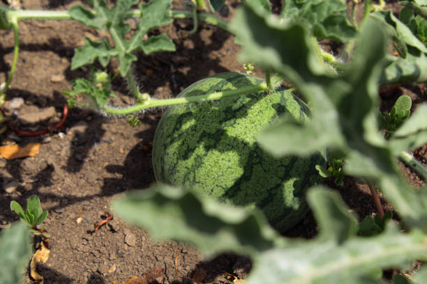 istock Watermelon in the garden 1405431152