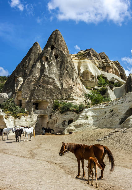 istock Horses in stable, Goreme, Cappadocia, Turkey 1405431909