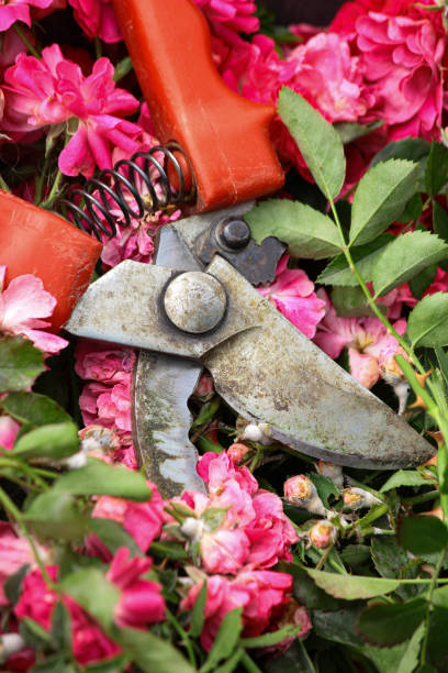 garden shears lie garden shears lie on cut roses. garden work. cut roses with garden shears. cutting rose bushes. pruning shears stock pictures, royalty-free photos & images