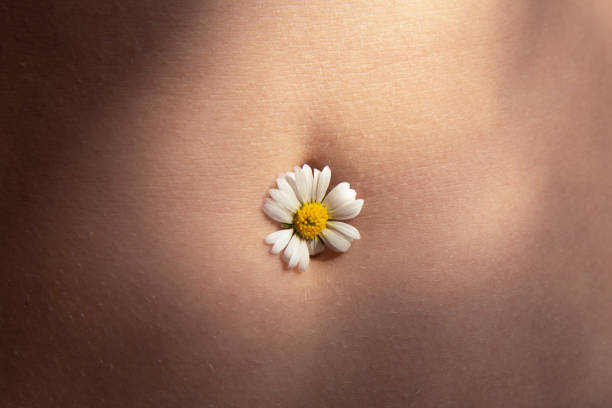 Female beautiful tummy with a chamomile flower in the navel. Perfect body shape Female beautiful tummy with a chamomile flower in the navel. Perfect body shape. Parts of a female body. Torso of slim female female navel stock pictures, royalty-free photos & images