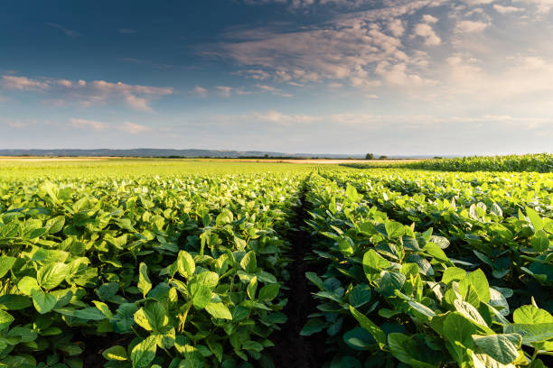 солнечная плантация с выращиванием сои - arable стоковые фото и изображения