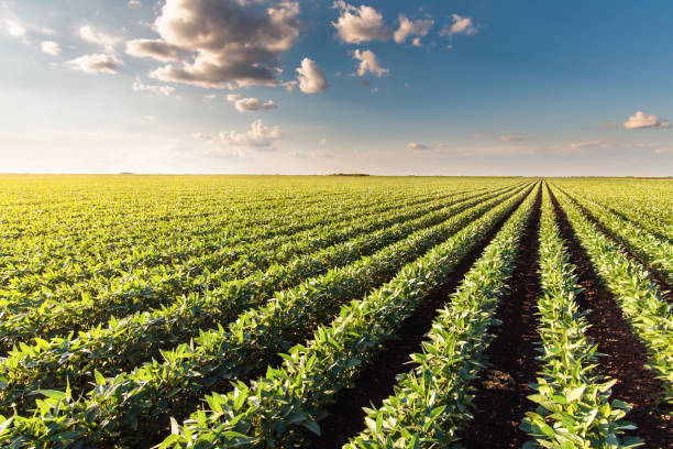 istock Sunny plantation with growing soya 1405435605