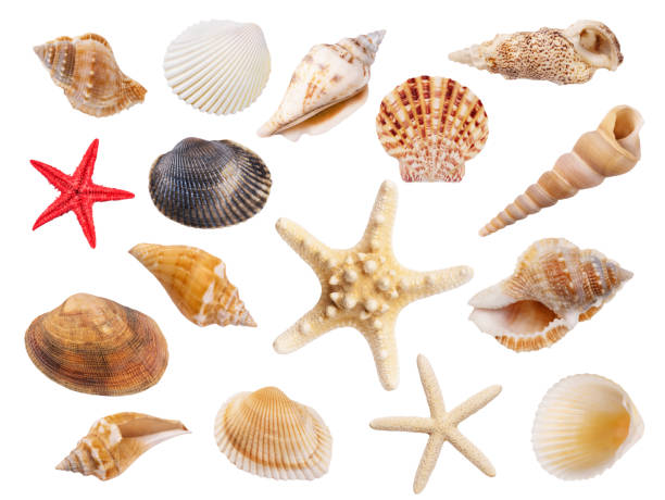 istock Variety of seashells and starfish isolated on white background. 1405435621