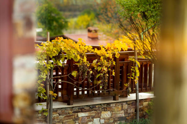 Autumn landscape with yellow grapes leaves on the fence, view through the window