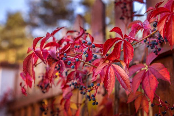 istock Close up of Autumn Wild Grape leaves 1405436595