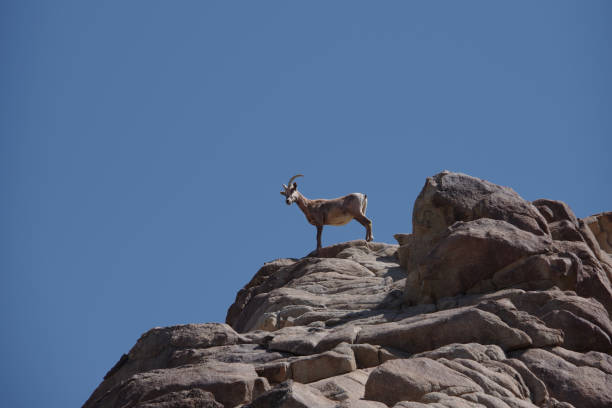 istock Desert Bighorn Sheep 1405437054
