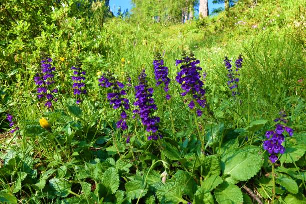 istock Purple dragon mouth or pyrenean dead-nettle (Horminum pyrenaicum) alpine flowers 1405437620