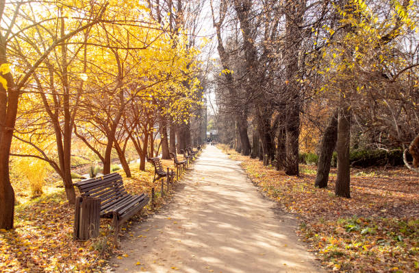 istock Gold autumn with yellow leaves in park 1405437689