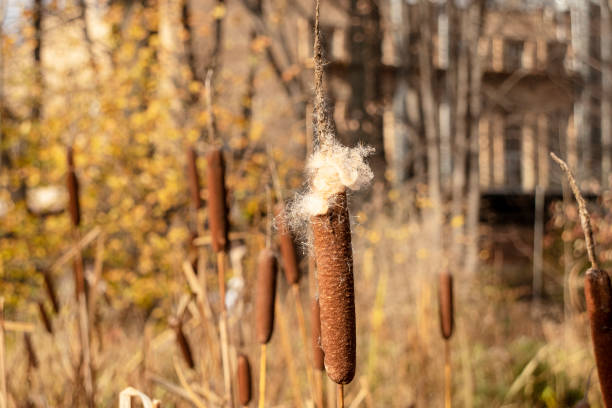 istock reeds in a pond in a park in autumn 1405437915
