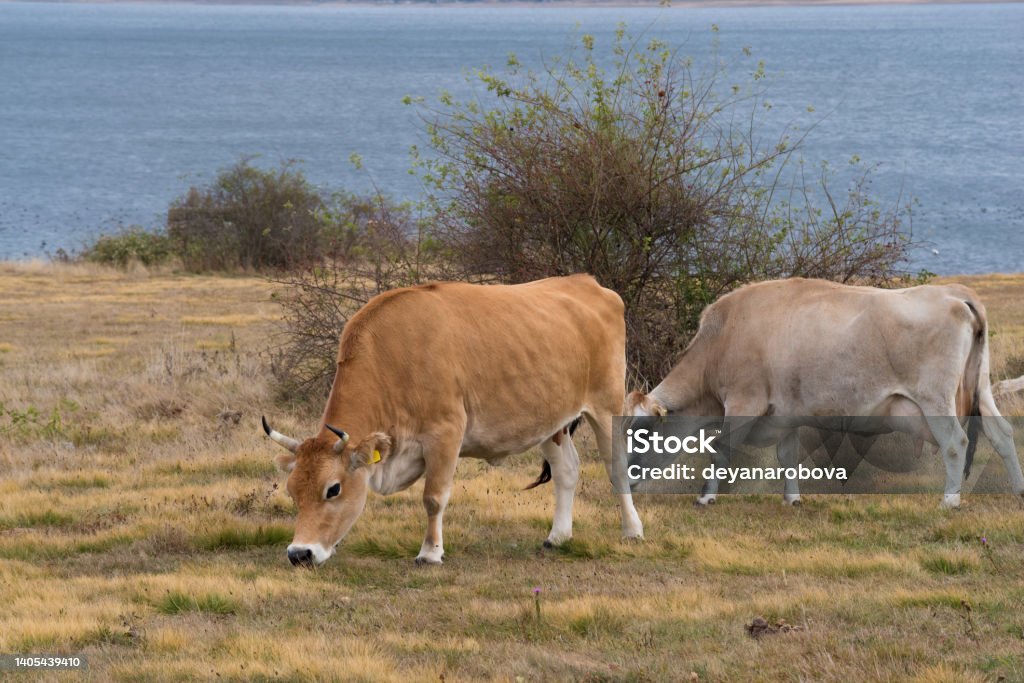 cows grazing on the shores lake Two cows grazing on the shores lake Agricultural Field Stock Photo
