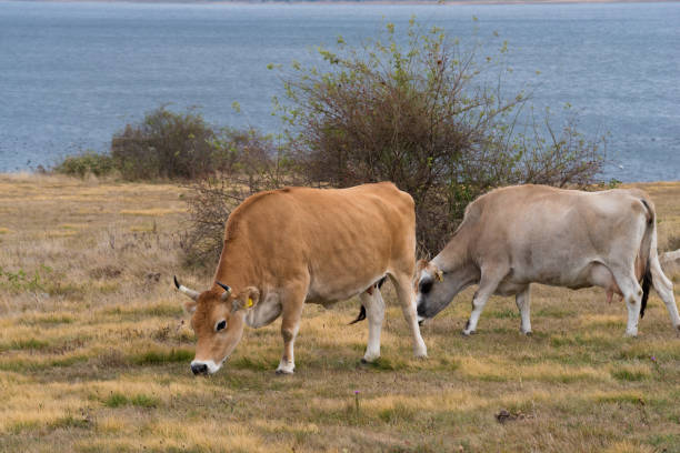 cows grazing on the shores lake Two cows grazing on the shores lake chad central africa stock pictures, royalty-free photos & images