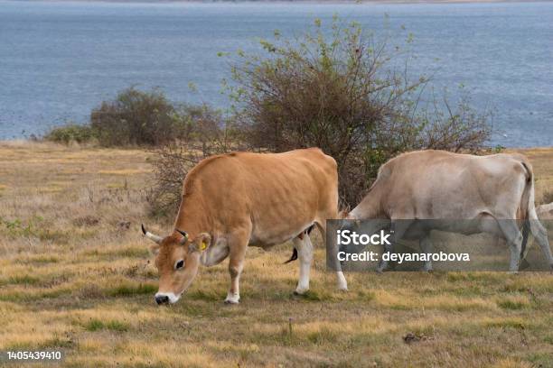 Cows Grazing On The Shores Lake Stock Photo - Download Image Now - Agricultural Field, Agriculture, Animal