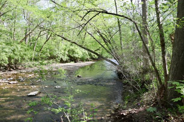 istock Flowing Water of the Creek 1405439501