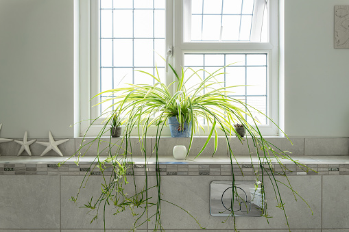 Large Bathroom Spider Plant seen on a window sill. Bathroom tiles and a low profile toilet flush system is visible.