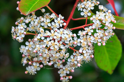 Close up on white Elderberry Blossom flowers in early spring