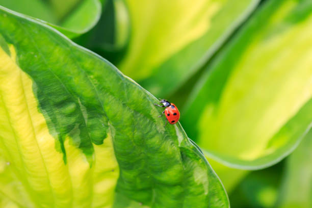 Seven-spot Ladybird Clos up on a Seven-spot Ladybird on a hosta leave seven spot ladybird stock pictures, royalty-free photos & images