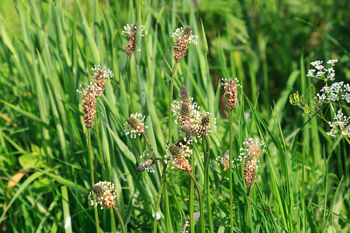 Close up on  a group of Ribwort Plantain seed heads