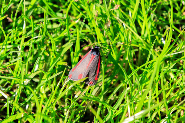 cinnabar moth - long leaf grass blade of grass imagens e fotografias de stock