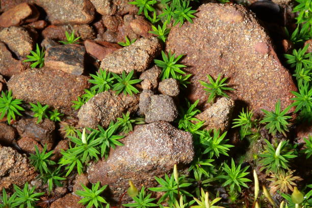 istock Beautiful moss growing on rocks as a background image. 1405442173