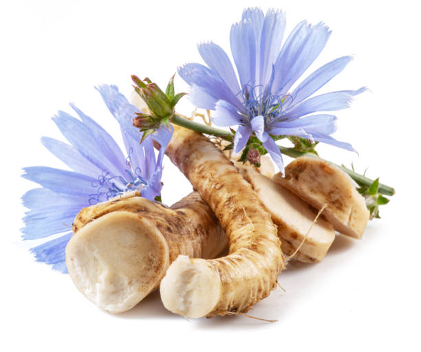 istock Chicory flowers and roots close up on the white background. 1405442192