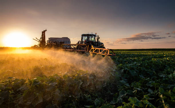 Tractor spraying vegetable field in sunset. stock photo