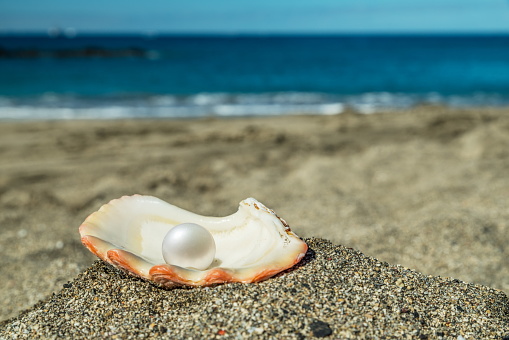 Shell in the surf.