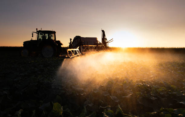 istock Tractor spraying vegetable field in sunset. 1405443100