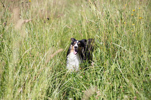 Happy Jack Russell Terrier dog walking at meadow