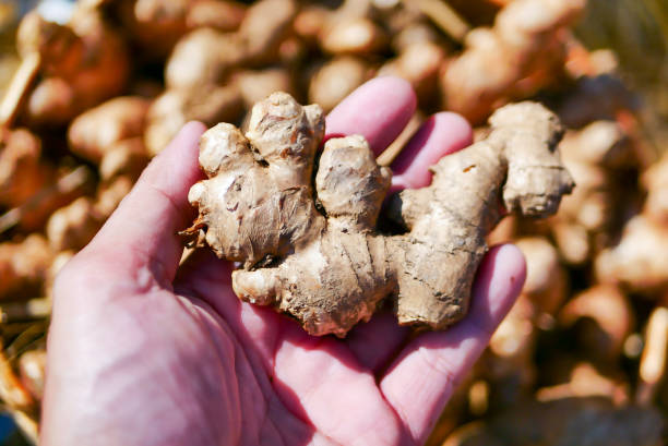 istock Close up of hand holding fresh ginger 1405444506