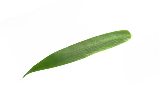 istock Close-up bamboo leaves on isolated white background,Clipping path. 1405446710